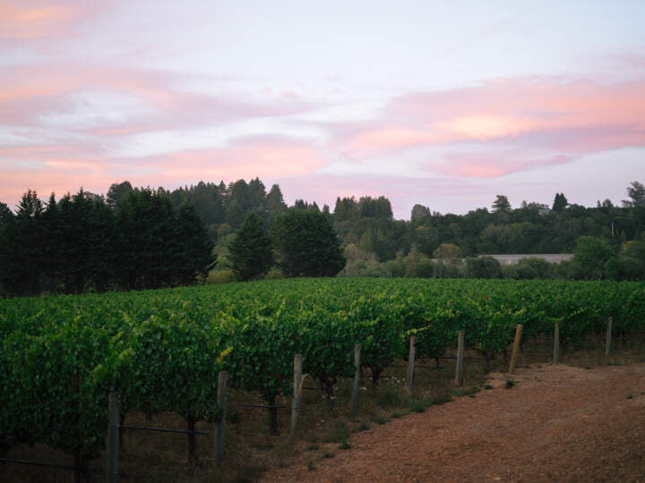 Photo of a vineyard in the Russian River Valley at Sunset