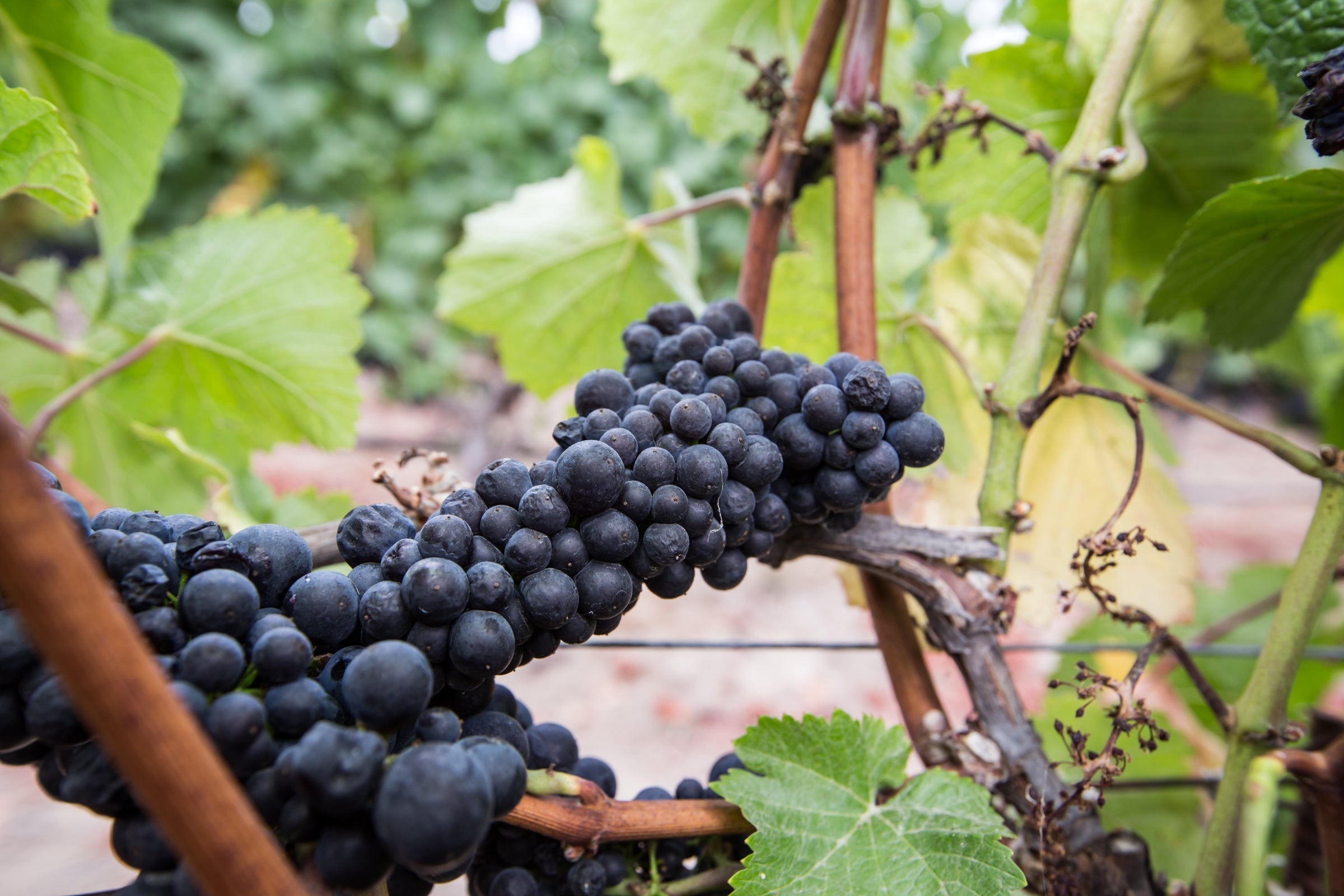 Visiting Wine Country Before Harvest: The Magic of Véraison Season