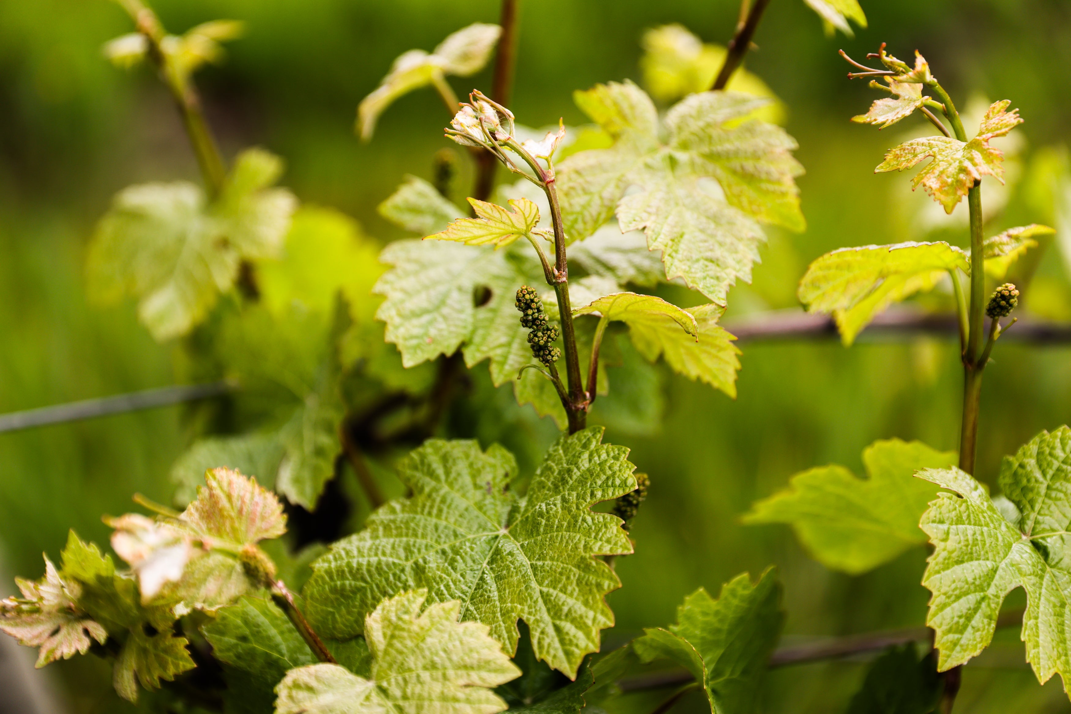 Understanding Pinot Noir Clones: Why They Matter for the Wine in Your Glass