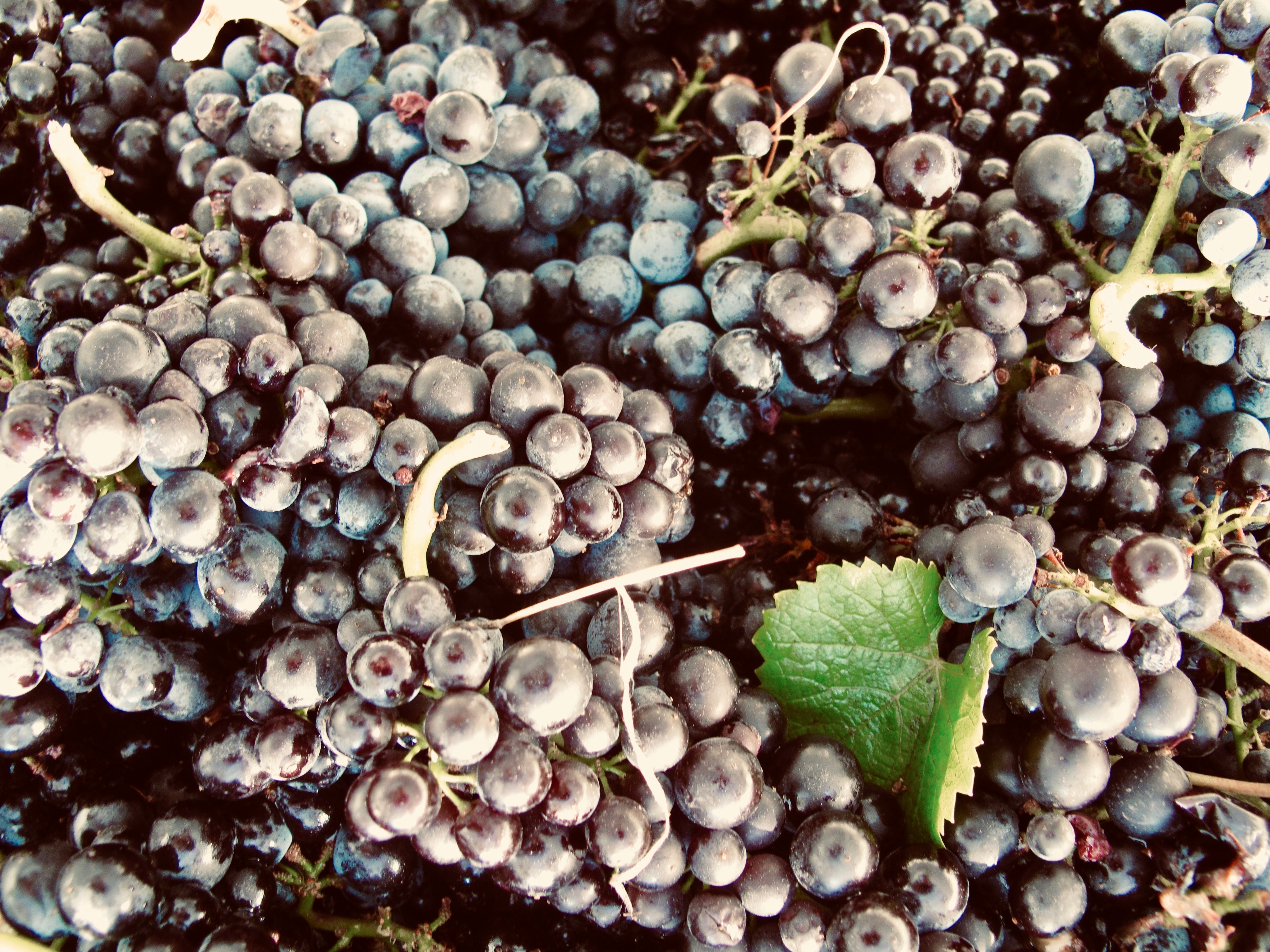 pinot noir grape clusters