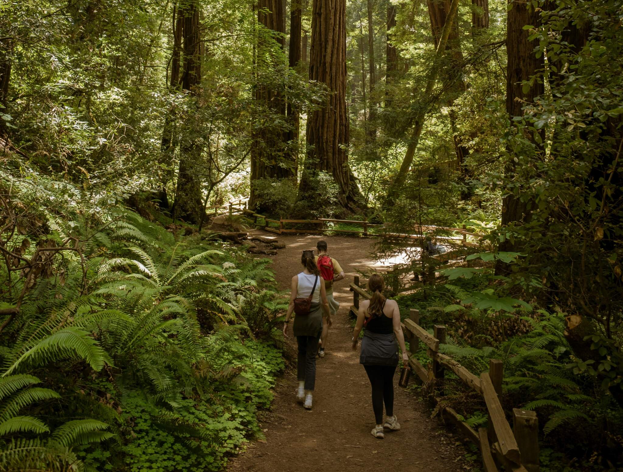 People on a hike in the Redwoods