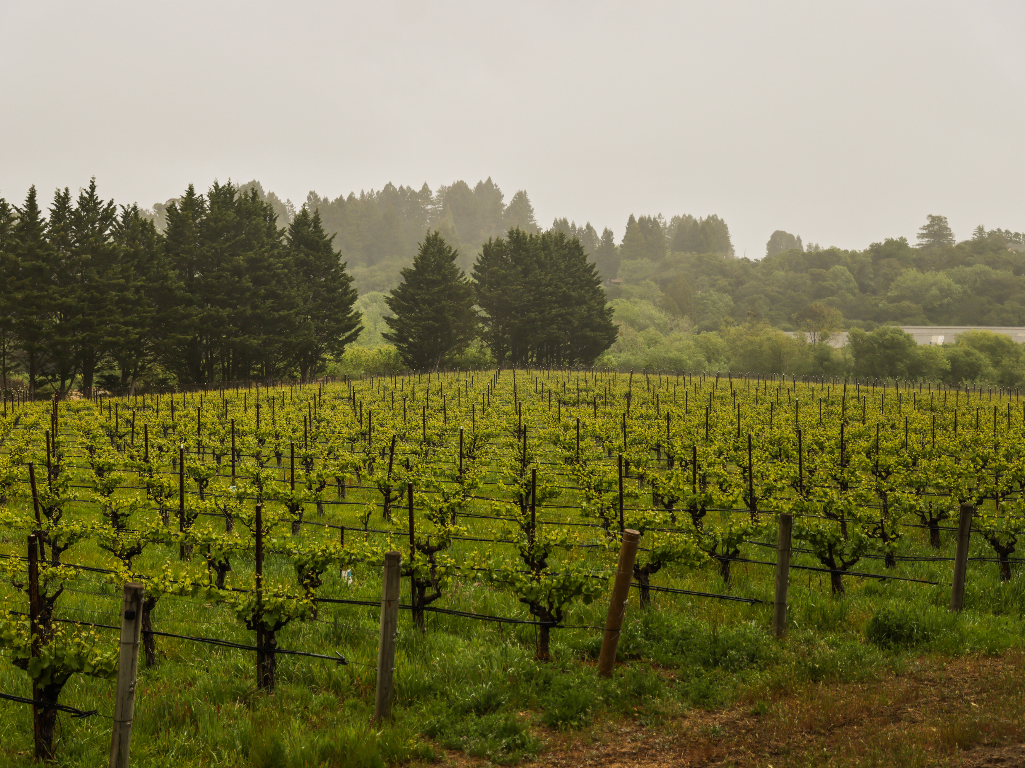 Best Wineries to Visit in Sebastopol Hills: A Local's Complete Guide