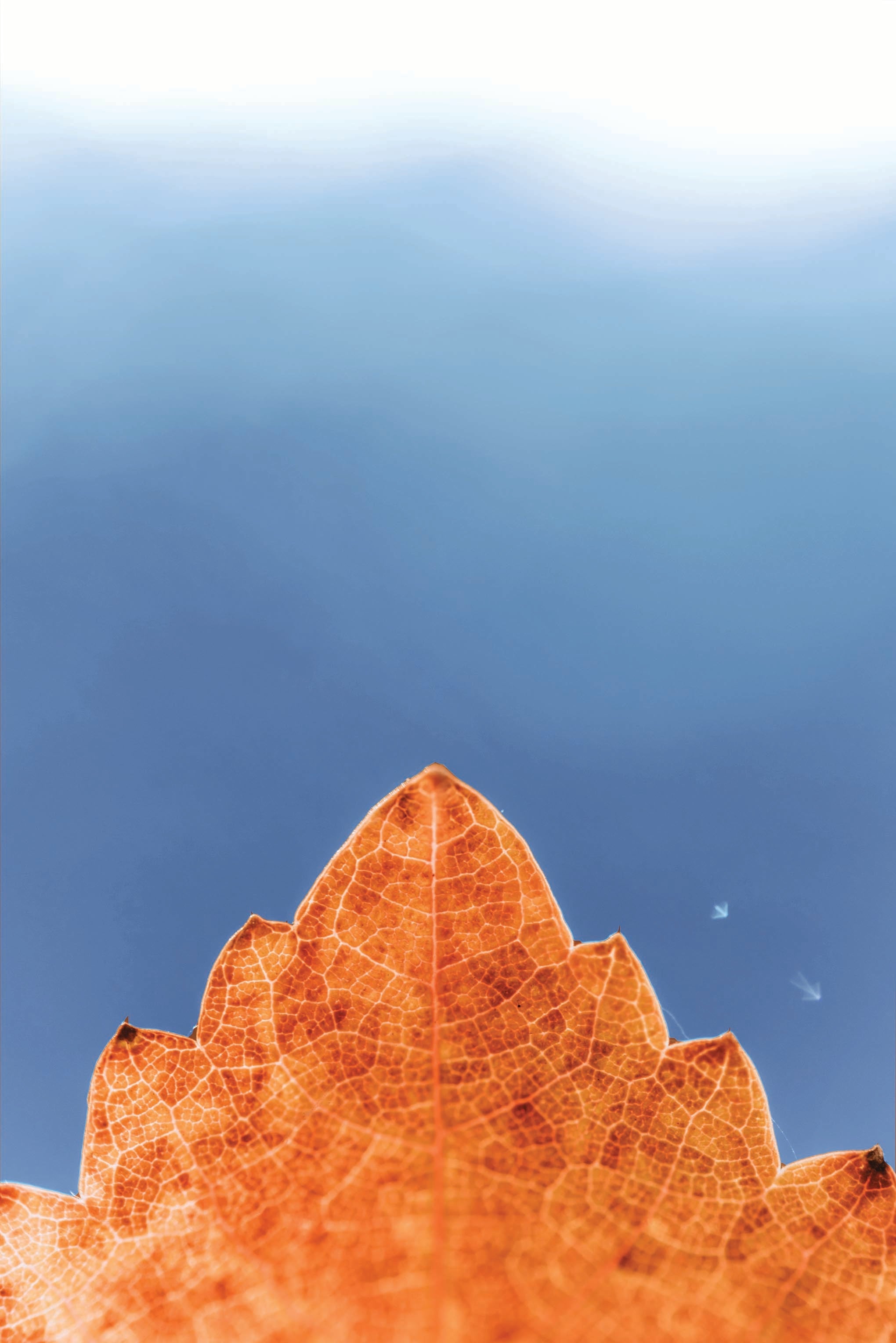 Fall 2020 Release
